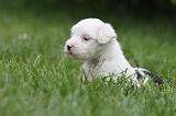 TERRIER DU TIBET 075
